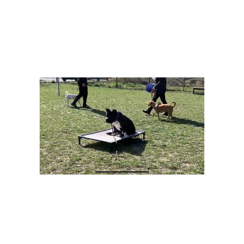 DOG BED LARGE 99 Cm X 69 Cm