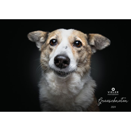 Wall calendar - Senior Dogs