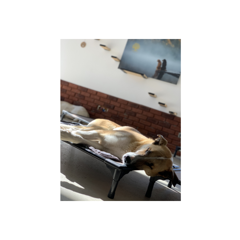 DOG BED SMALL 64 Cm X 44 Cm