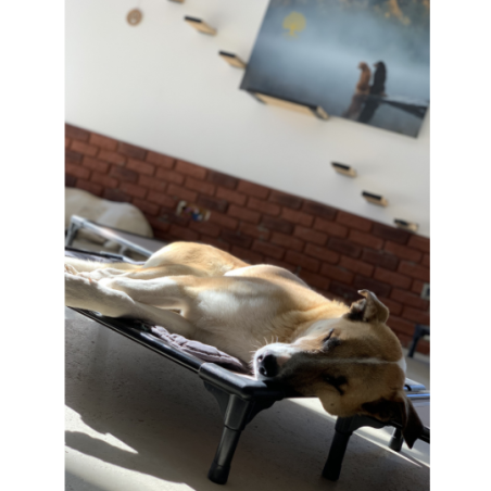 DOG BED SMALL 64 Cm X 44 Cm