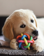 Accessoires et Jouets