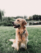 Hygiène et Soins du chien