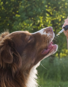 Compléments naturels pour chiens