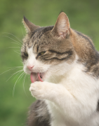 Hygiène et Soins du Chat