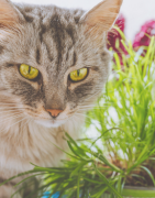 Compléments naturels pour chats