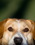 Soin des yeux et des oreilles