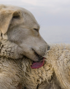 Beauté du poil, blessure, cicatrisation