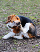 Puce, tique et autres parasites