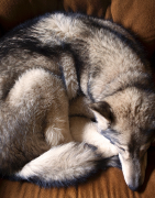 Hygiène intestinale, vers, parasites