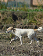 Articulations, boiterie, ligaments