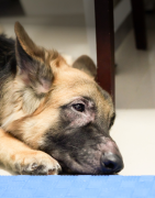 Démangeaison, allergie, grattage