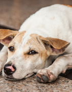 Foie, transit, digestion ou obésité