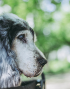 Vieillesse ou convalescence