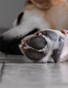 Voies respiratoires, truffe, coussinets