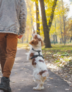 Vitamines, croissance, entretien