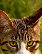 Soins des yeux et des oreilles