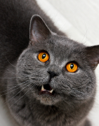 Tartre et hygiène bucco-dentaire