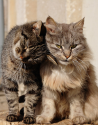 Peau, pelage, coussinets