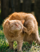 Puces, tiques, moustiques