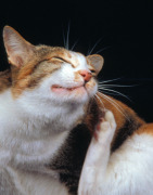 Démangeaison, allergie