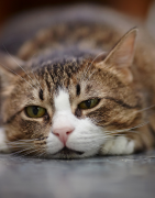 Foie, transit, digestion, obésité