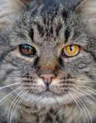 Vieillesse ou baisse de forme