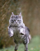 Vitamines, croissance, entretien